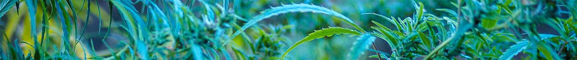 decorative cannabis banner