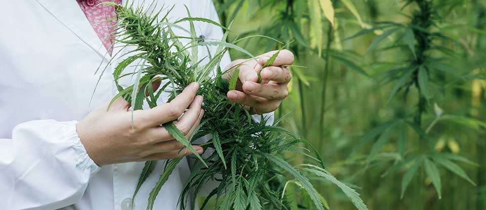hands holding a cannabis plant
